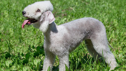 Raza cheap bedlington terrier